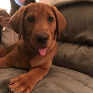 Meet your Posher, Carly